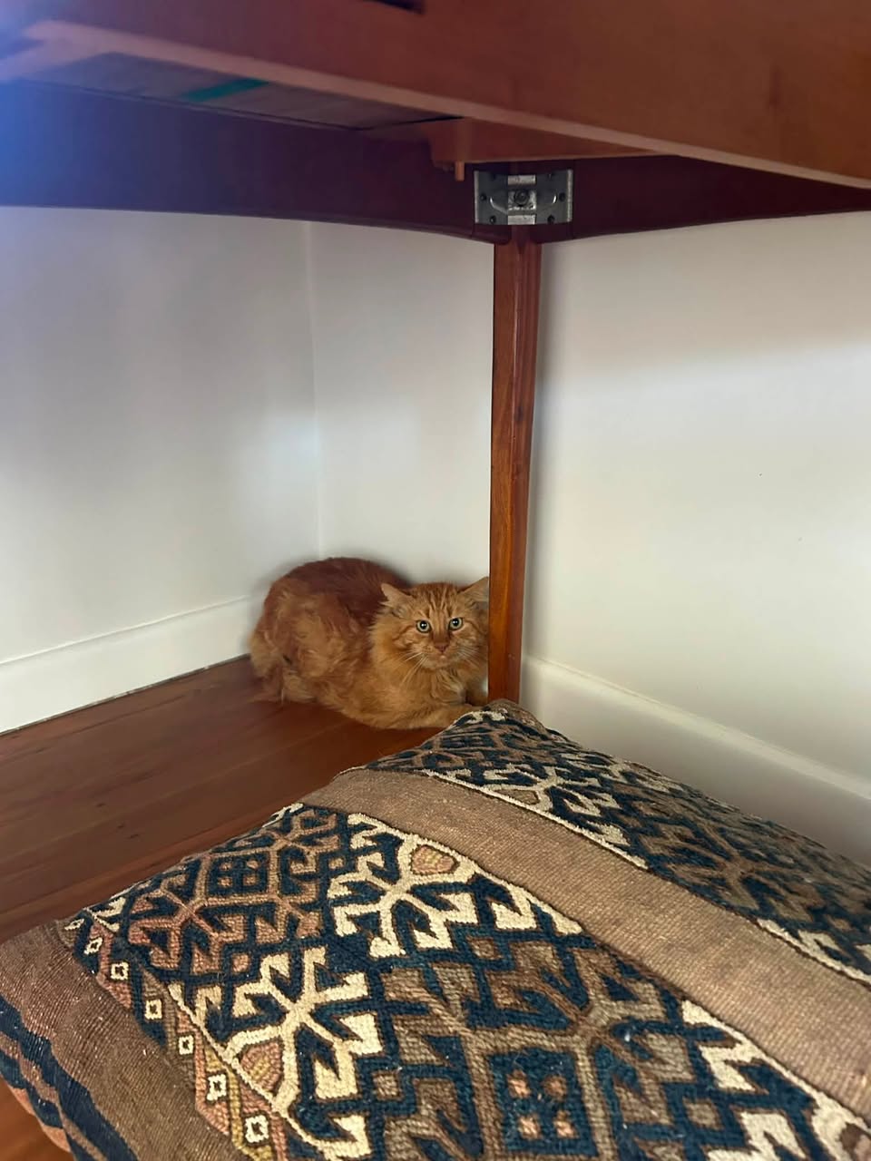 Found cat