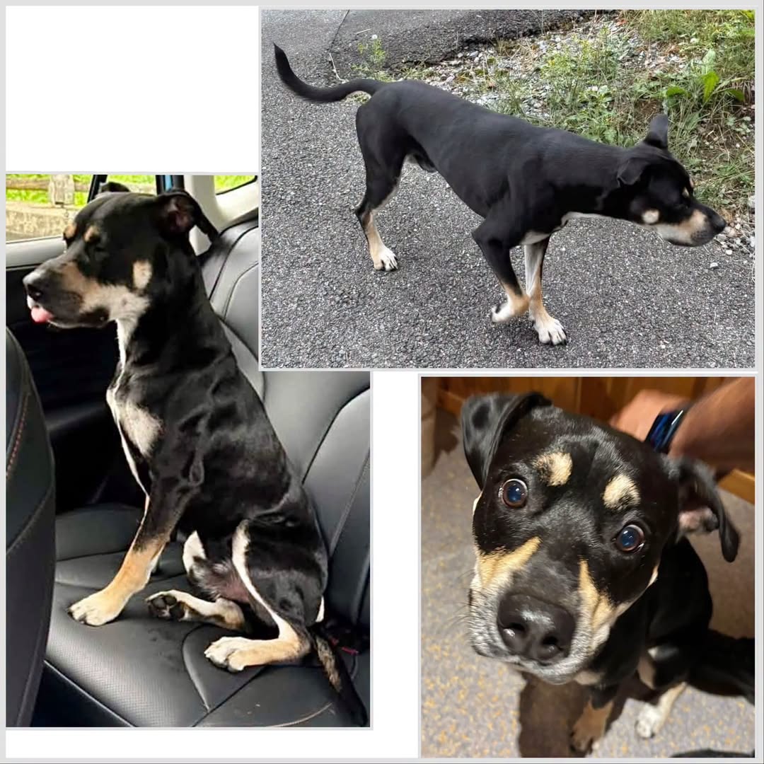 Found dog