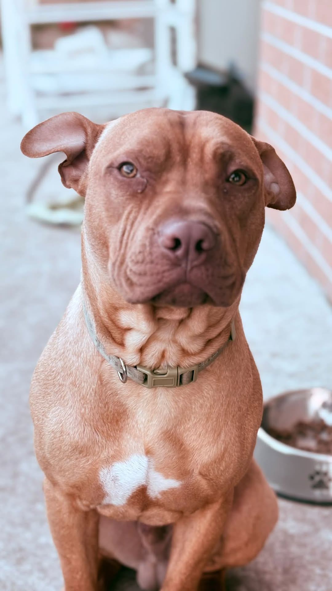 Lost dog
