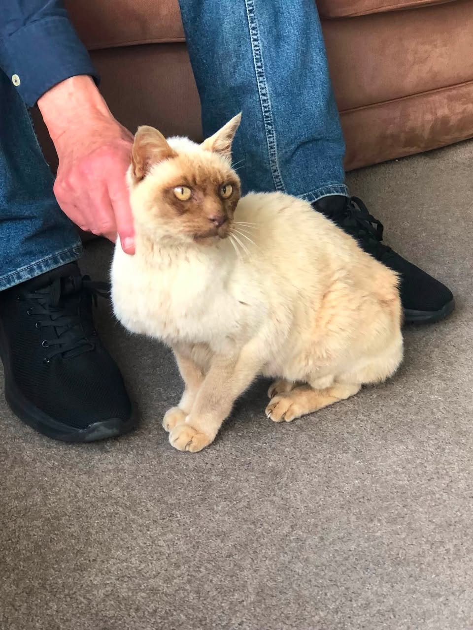 Found cat