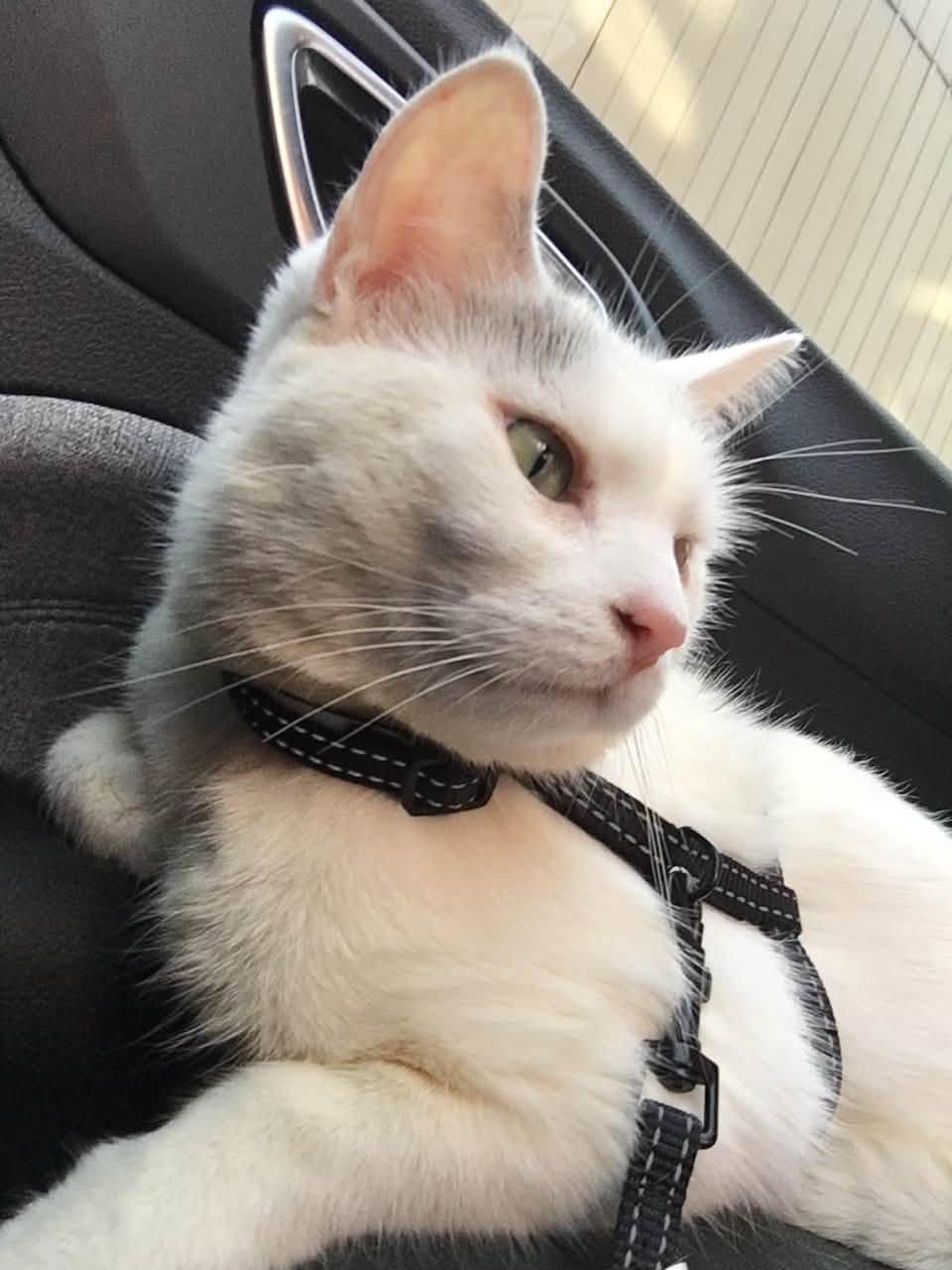 Lost cat