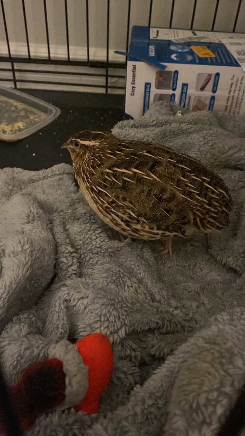 Found bird
