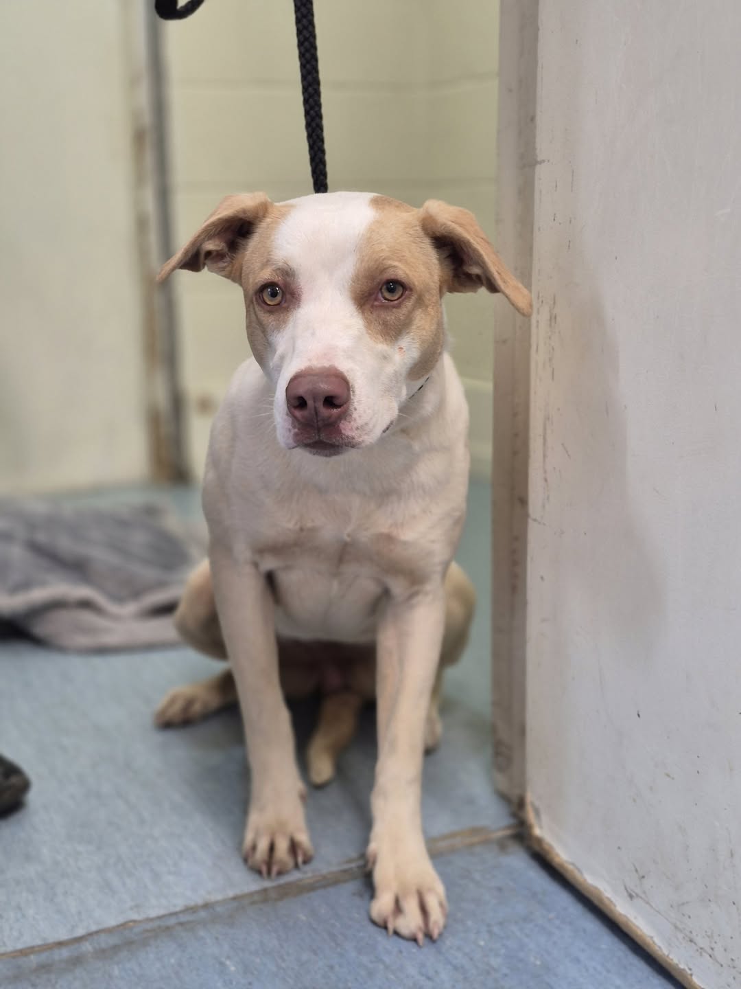 Found dog