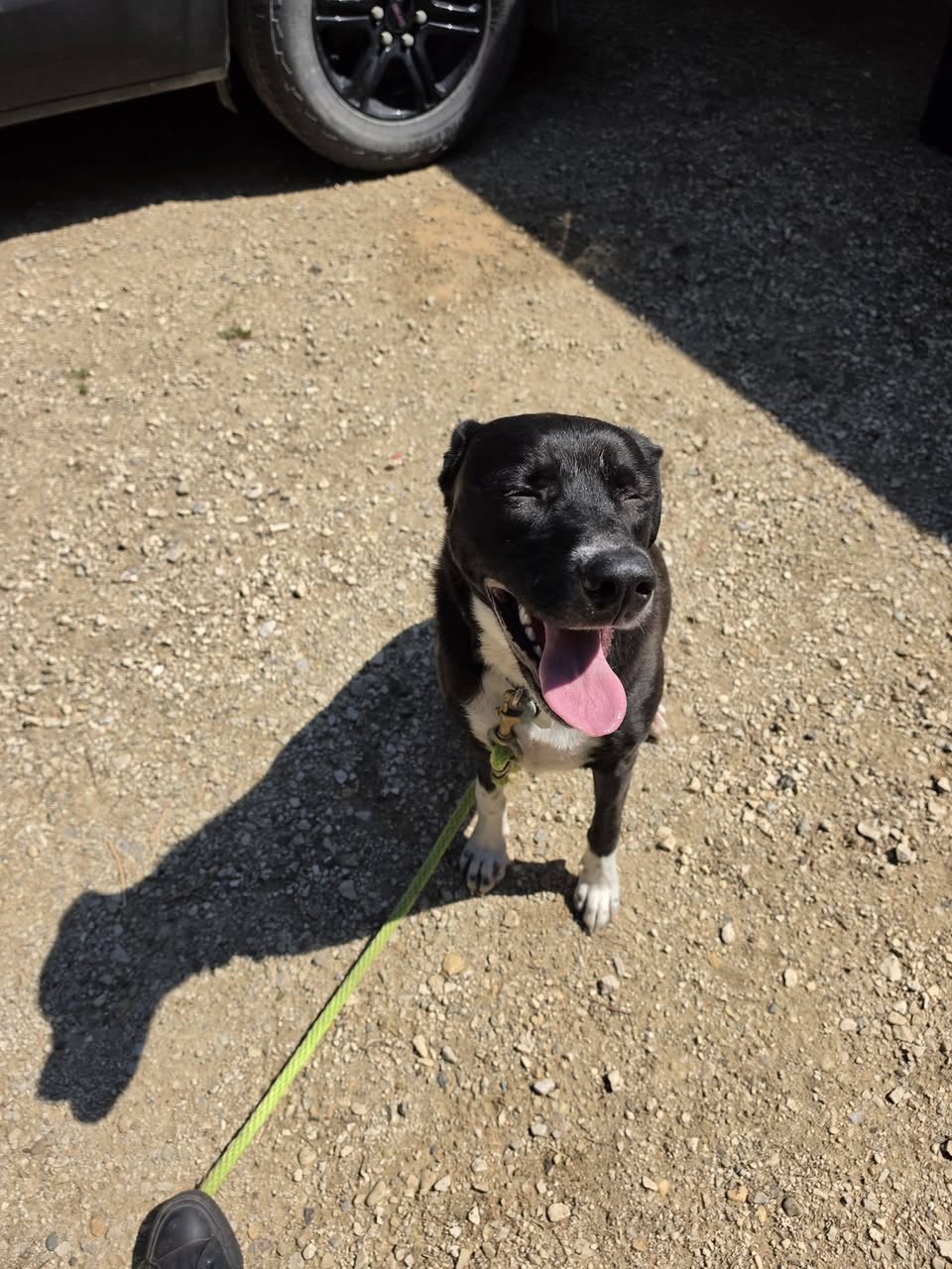 Found dog