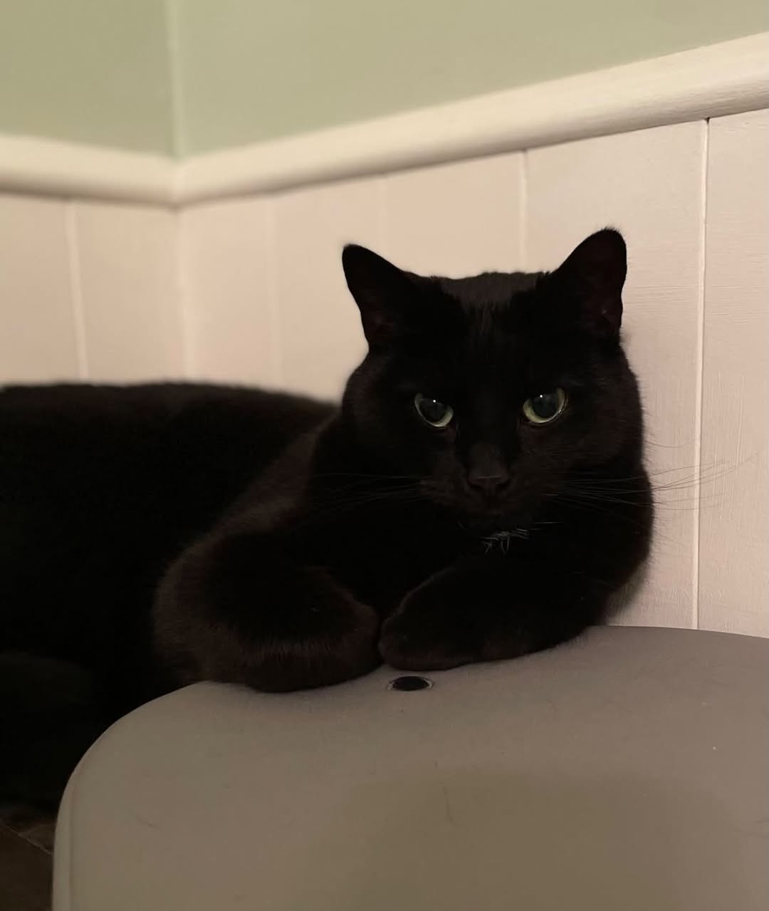 Lost Cat in Bervie