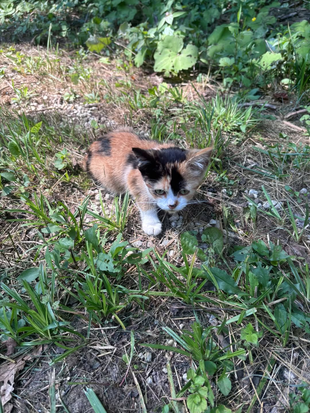 Found cat