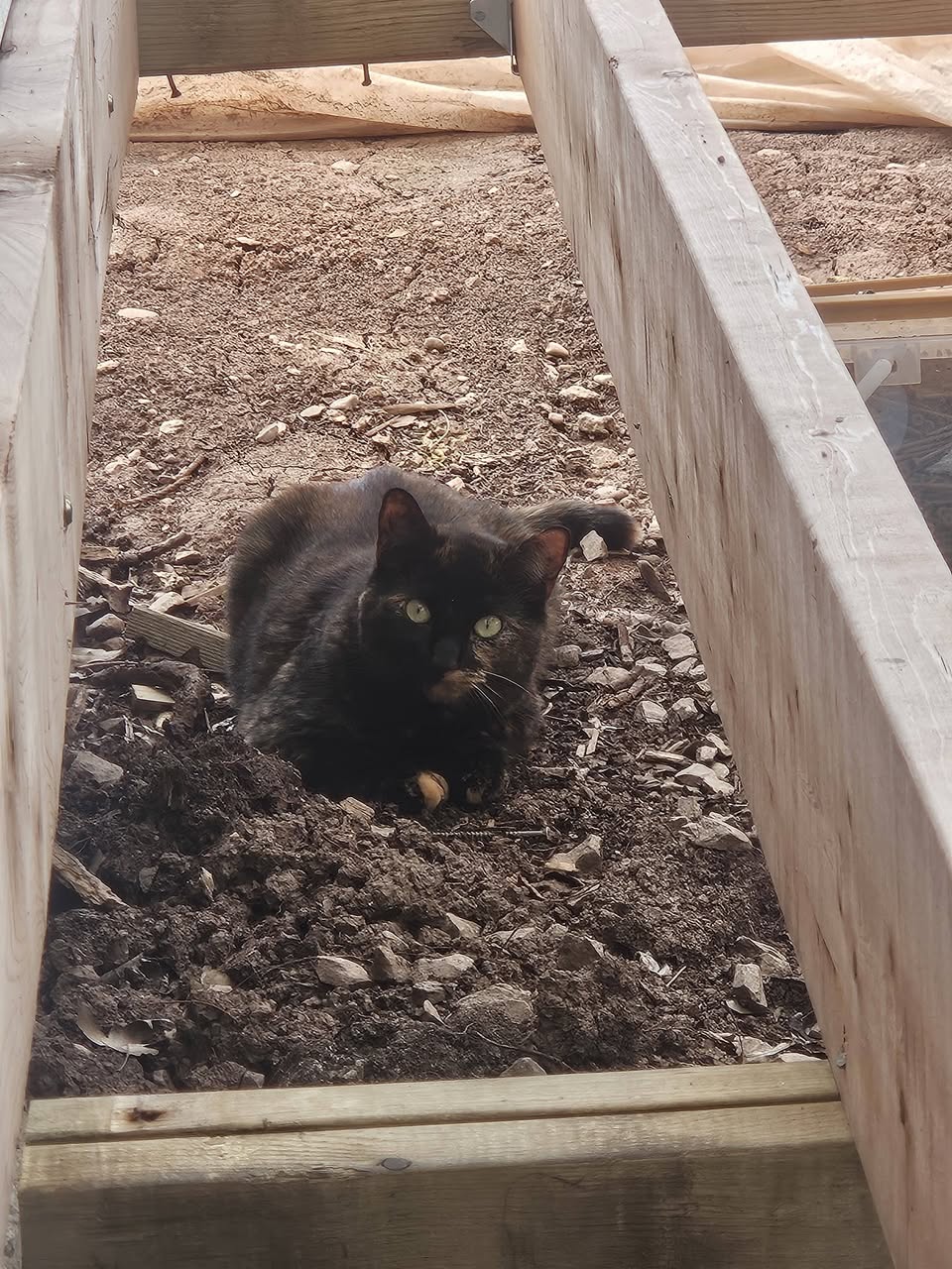 Lost cat