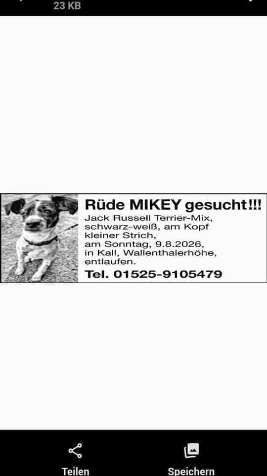 Lost Dog in Kall