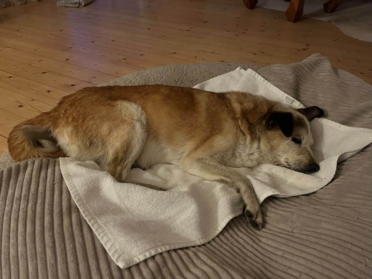 Found dog
