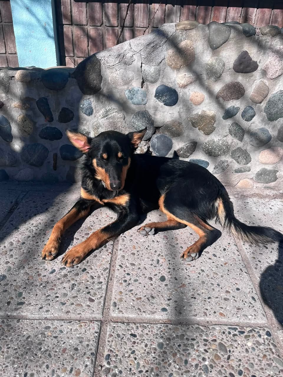 Found Dog in Trelew