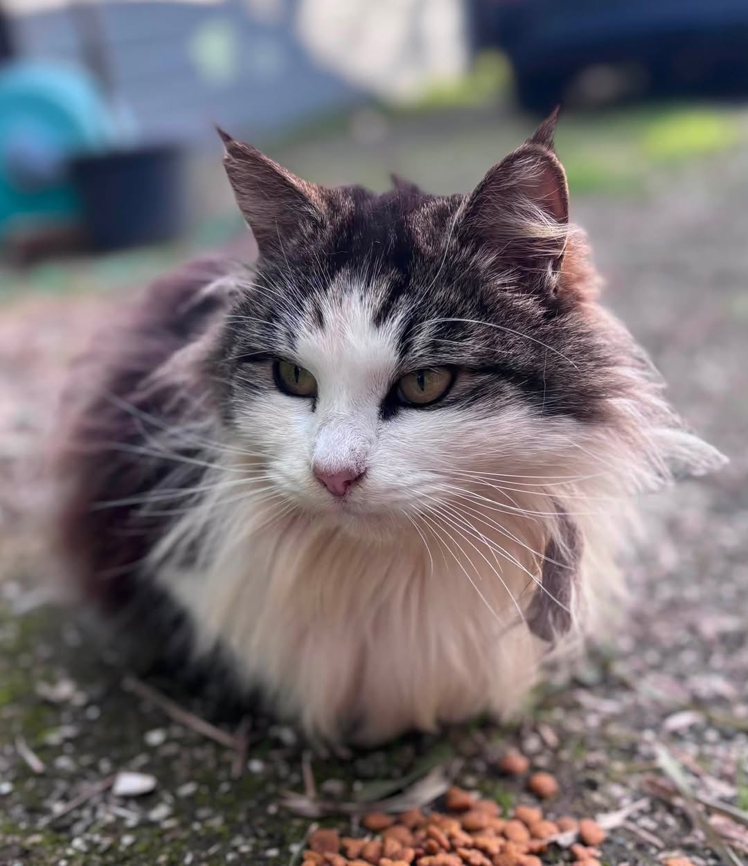 Found cat
