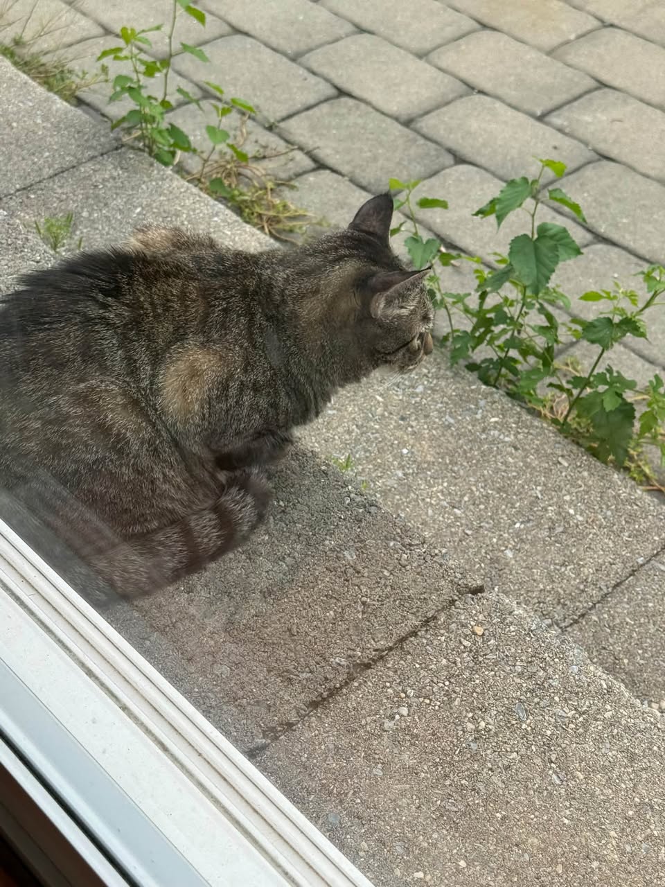 Found cat
