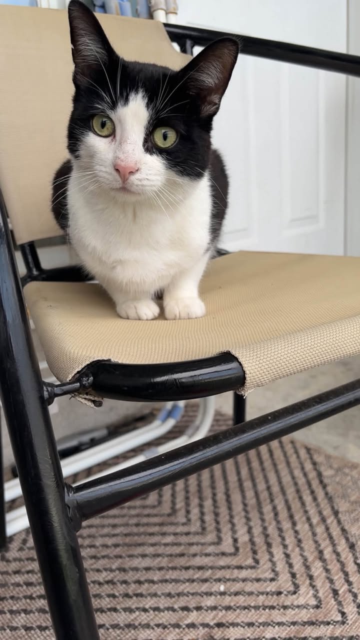 Found Cat in Baseball Diamonds