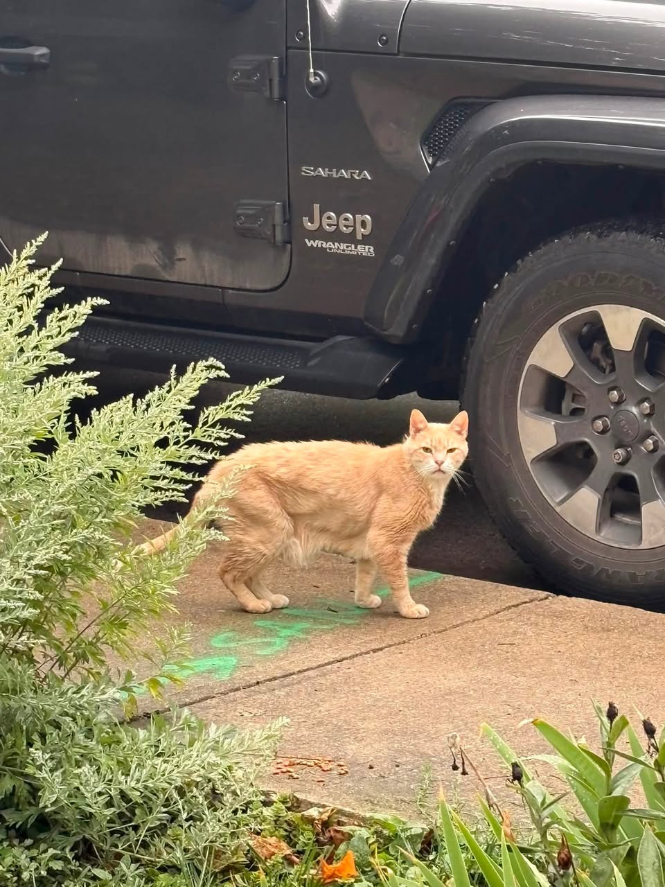 Found cat