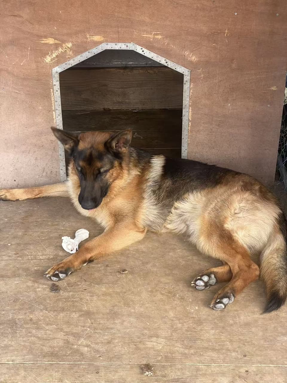 Lost Dog in Auckland