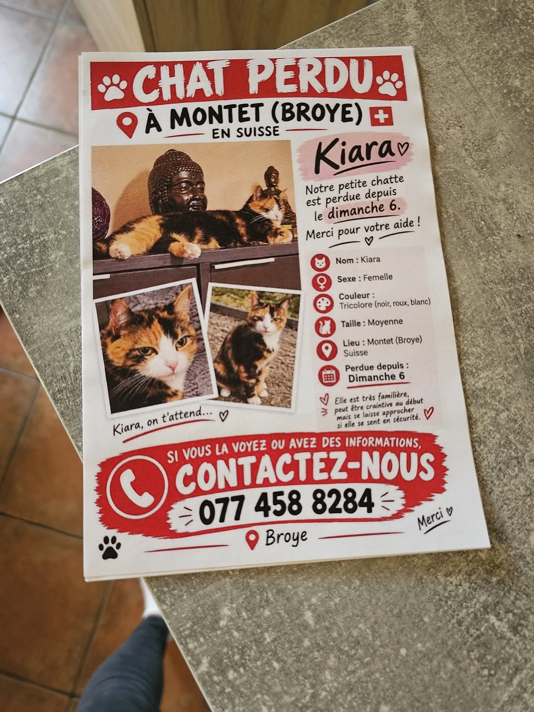 Lost Cat in Montet