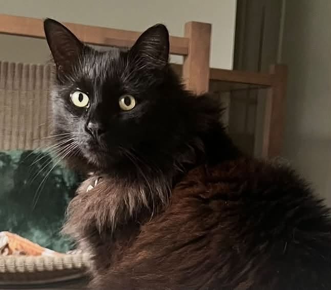 Lost Cat in Dollard-Des-Ormeaux