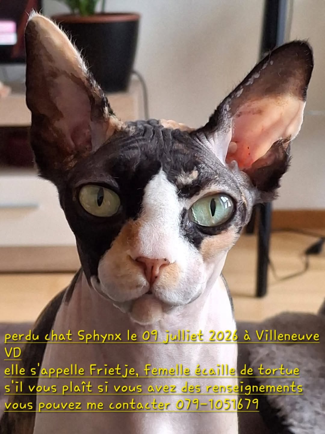 Lost Cat in Vaud