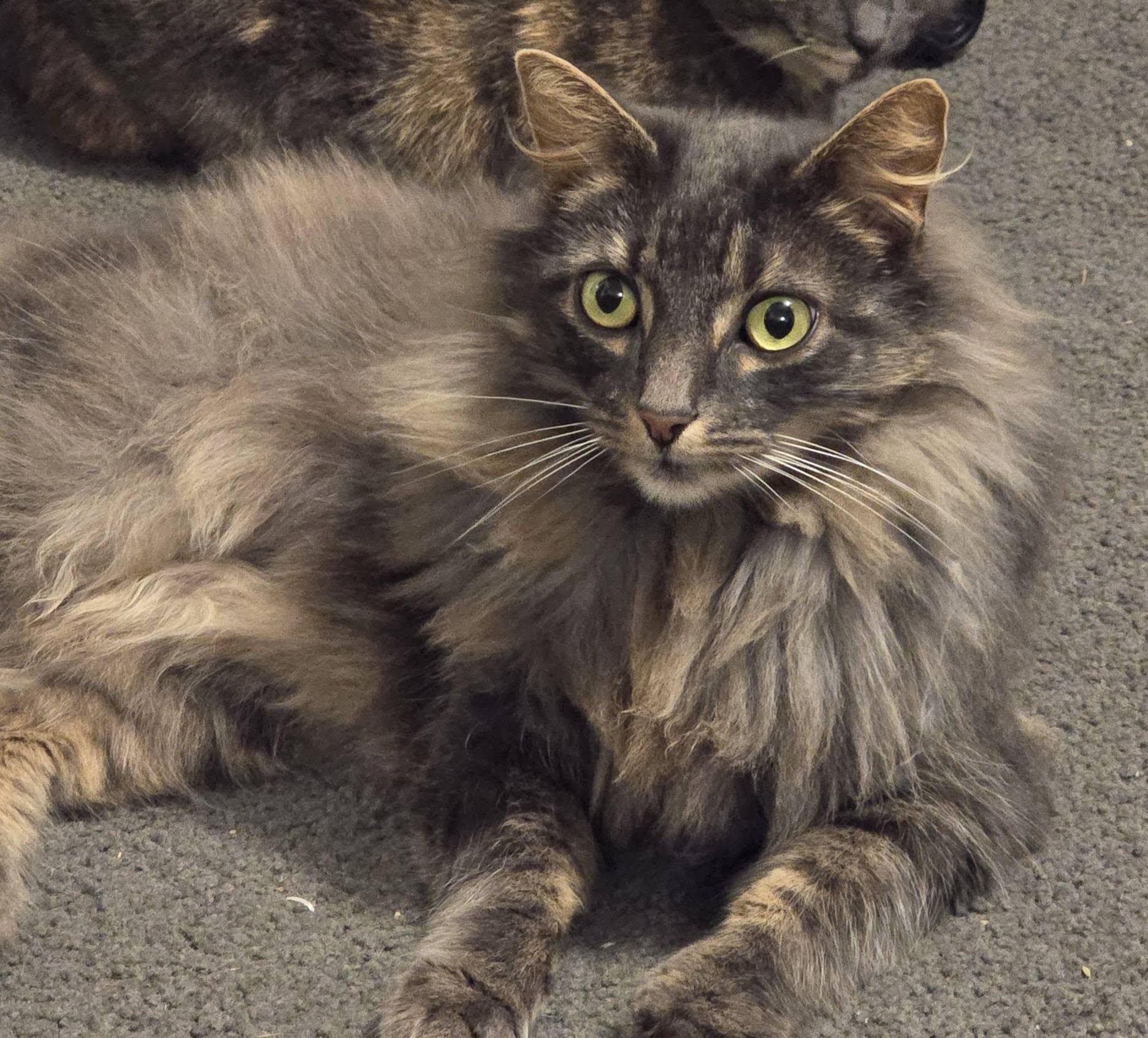 Lost Cat in Auckland
