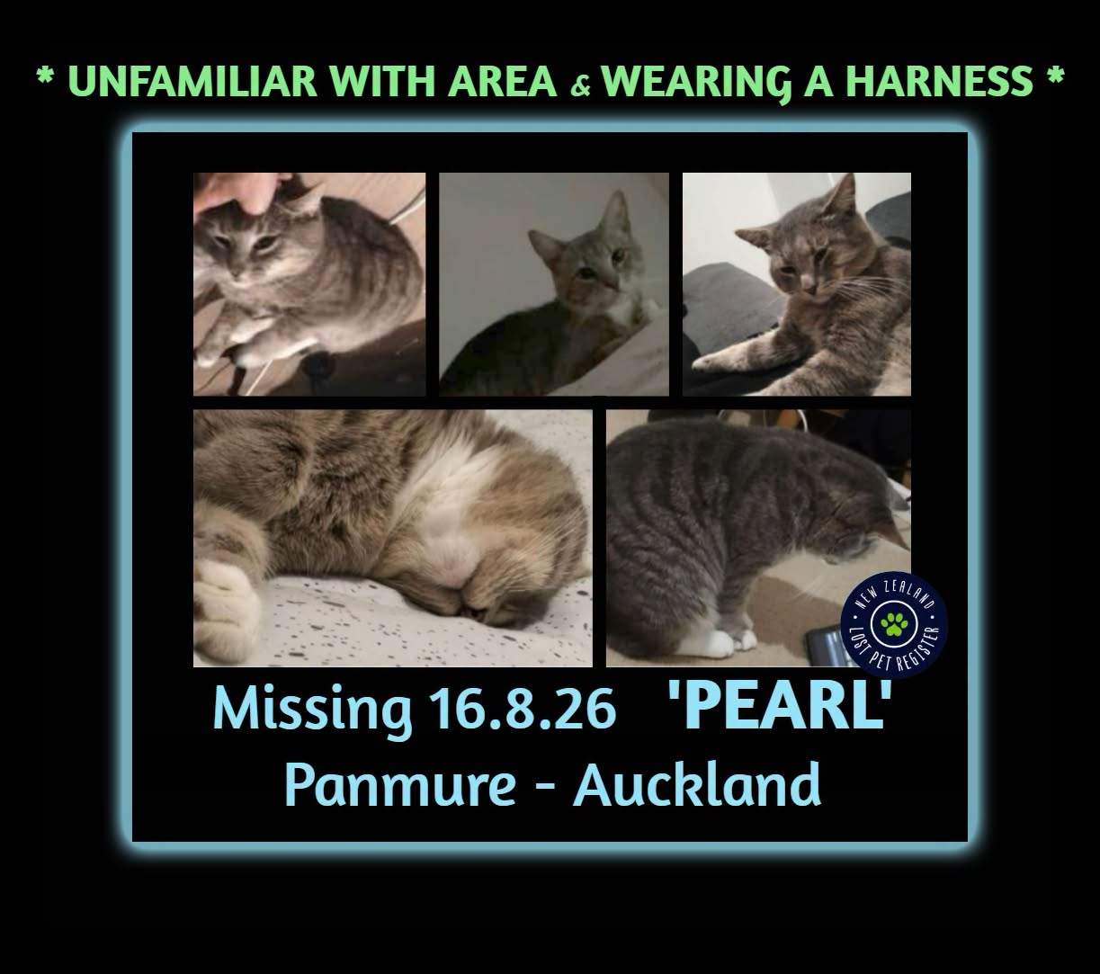 Lost Cat in Auckland