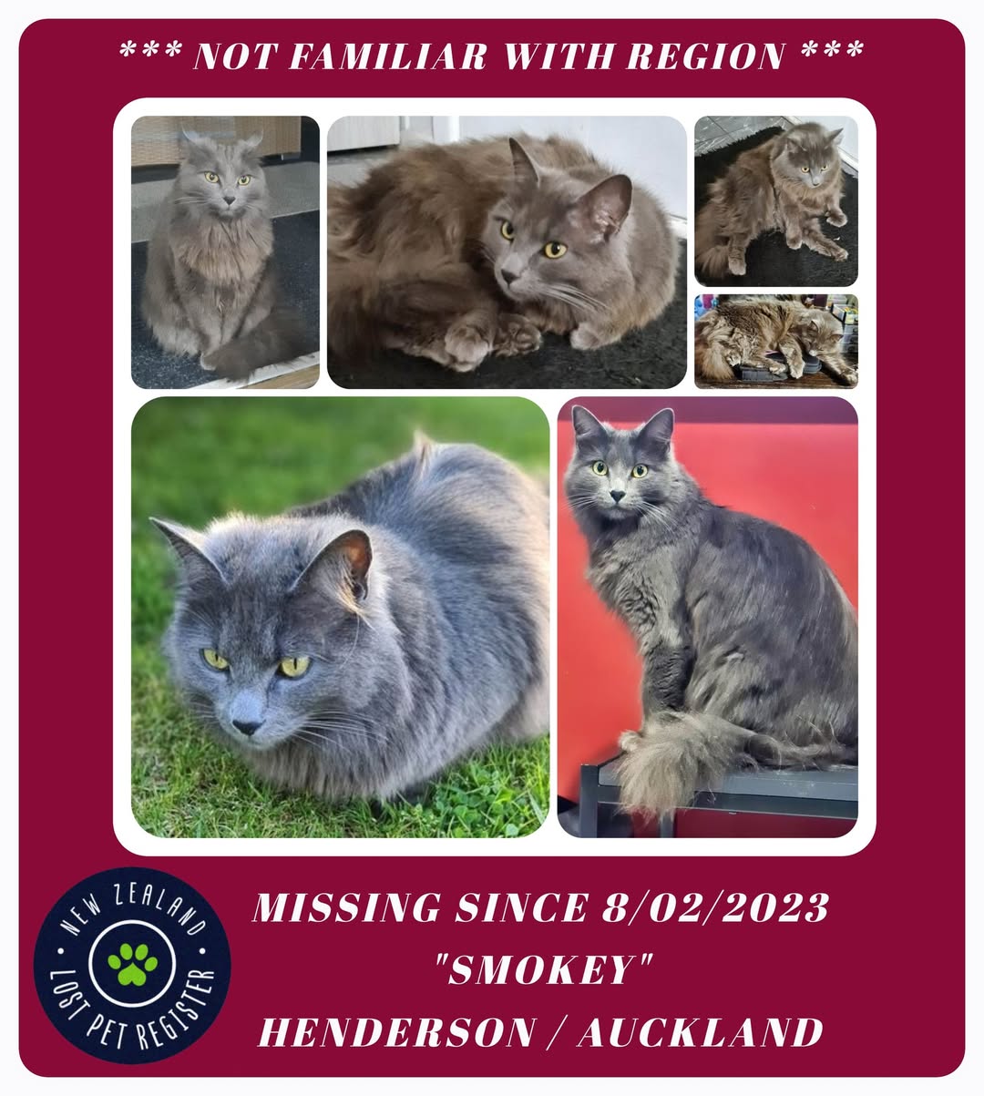 Lost cat
