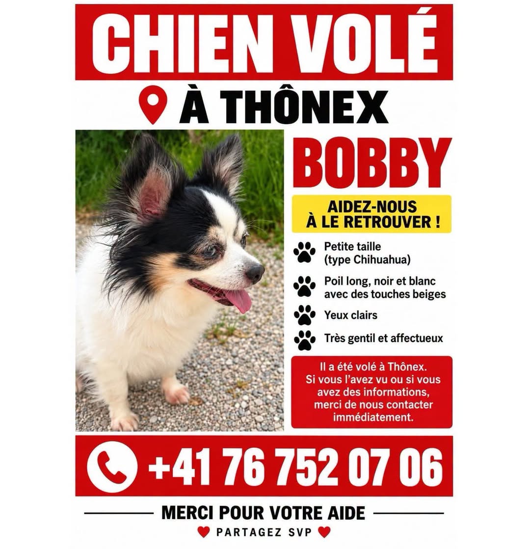 Lost Dog in Geneva