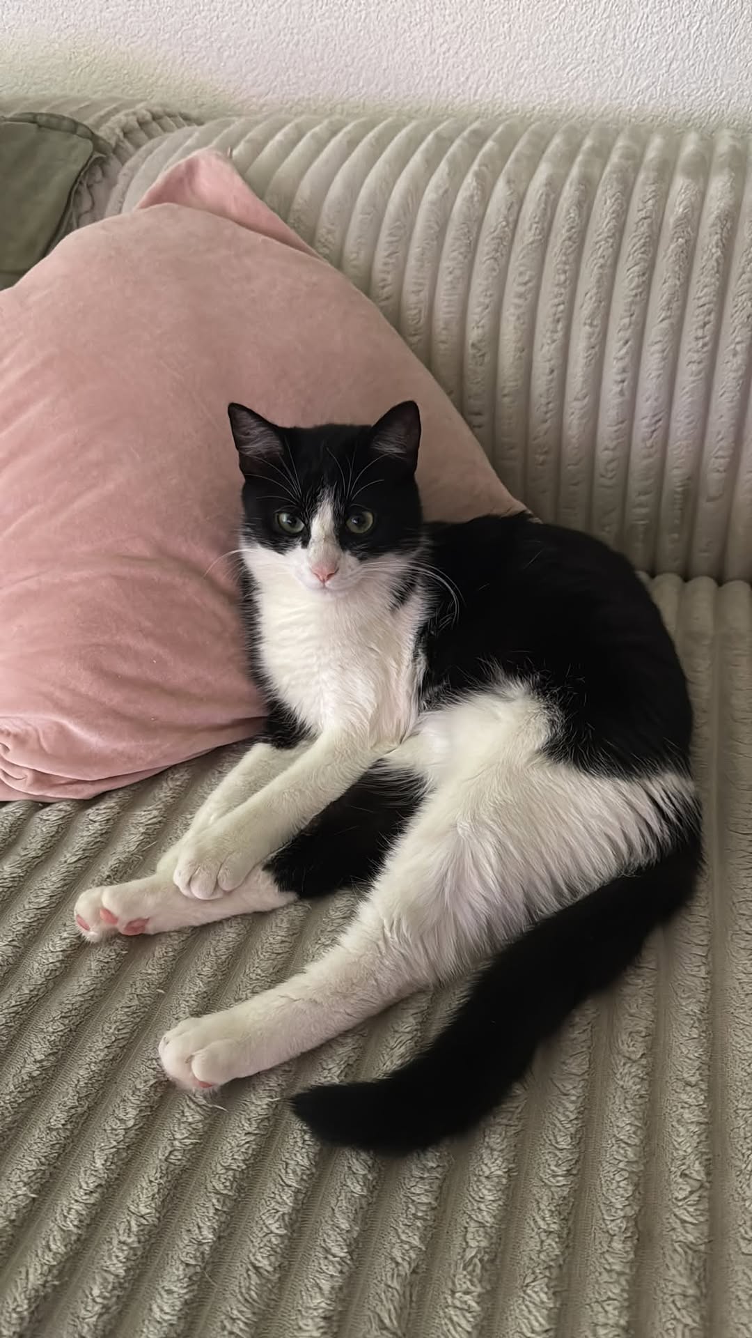 Lost cat