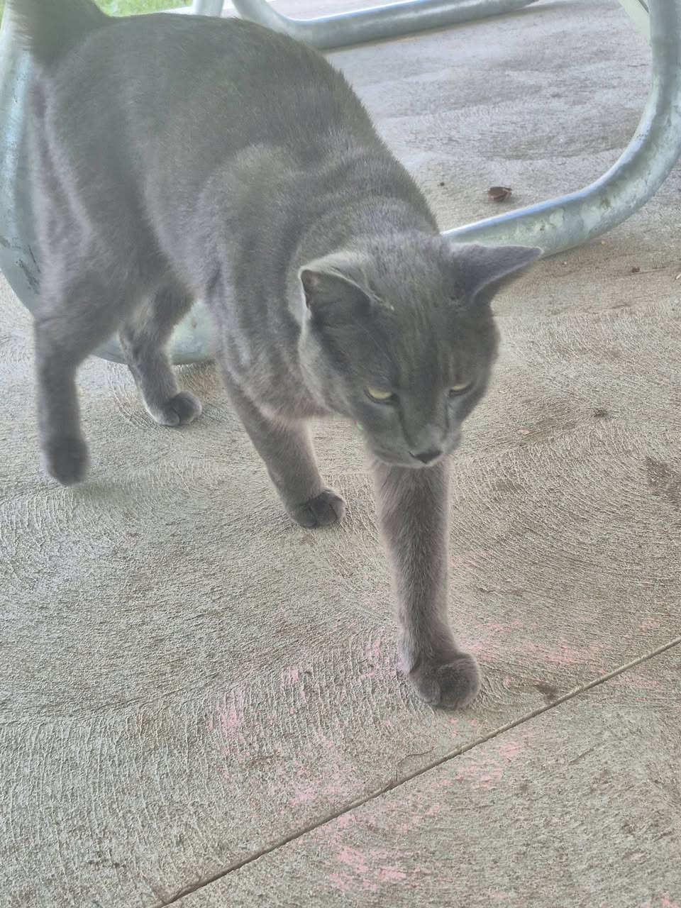 Found cat
