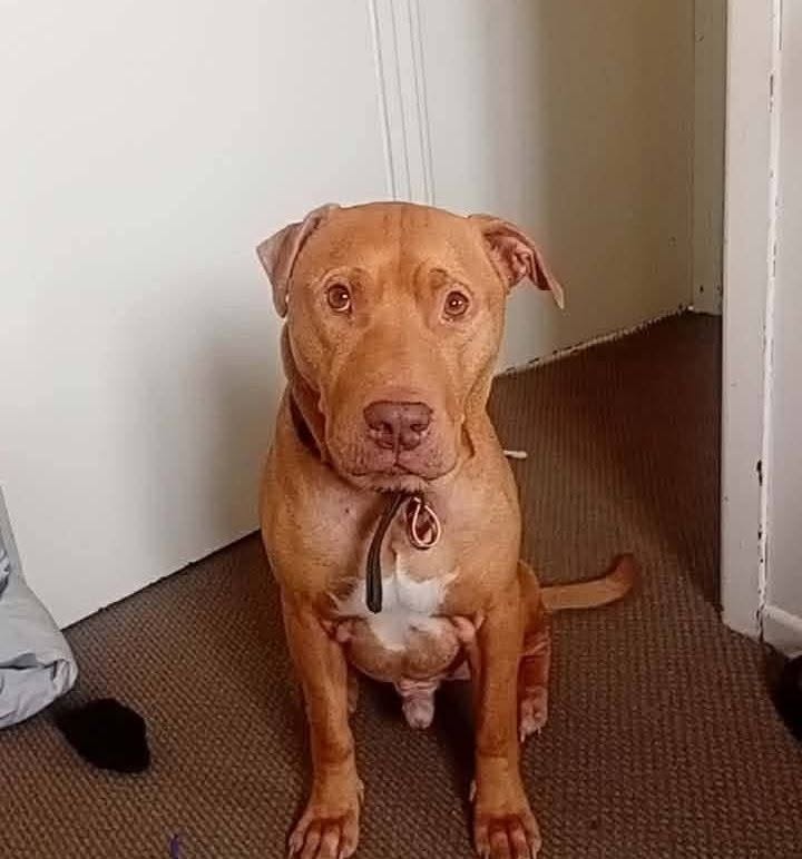 Lost Dog in Auckland