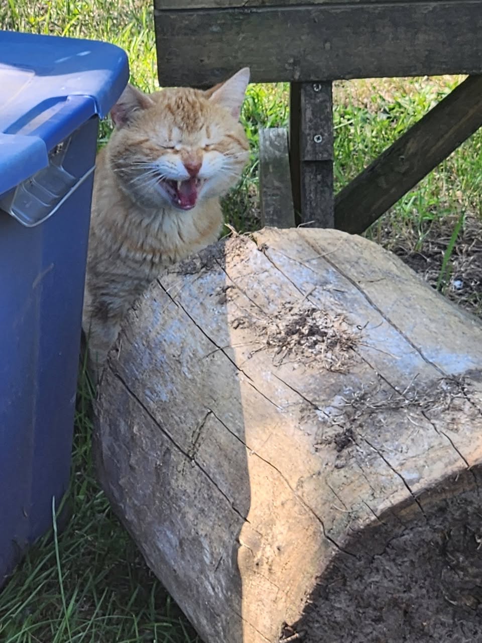 Found cat