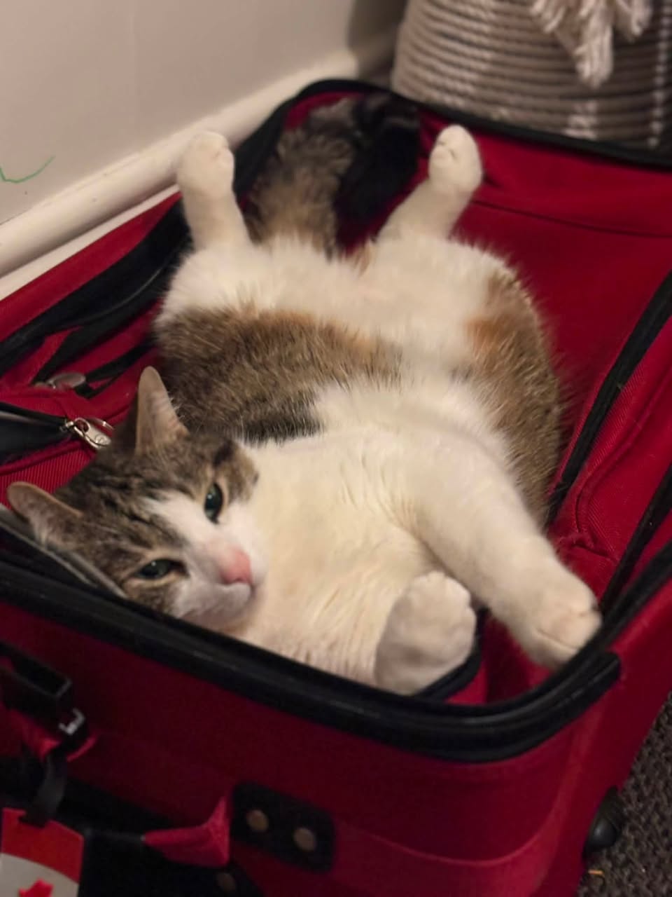 Lost Cat in Chesley
