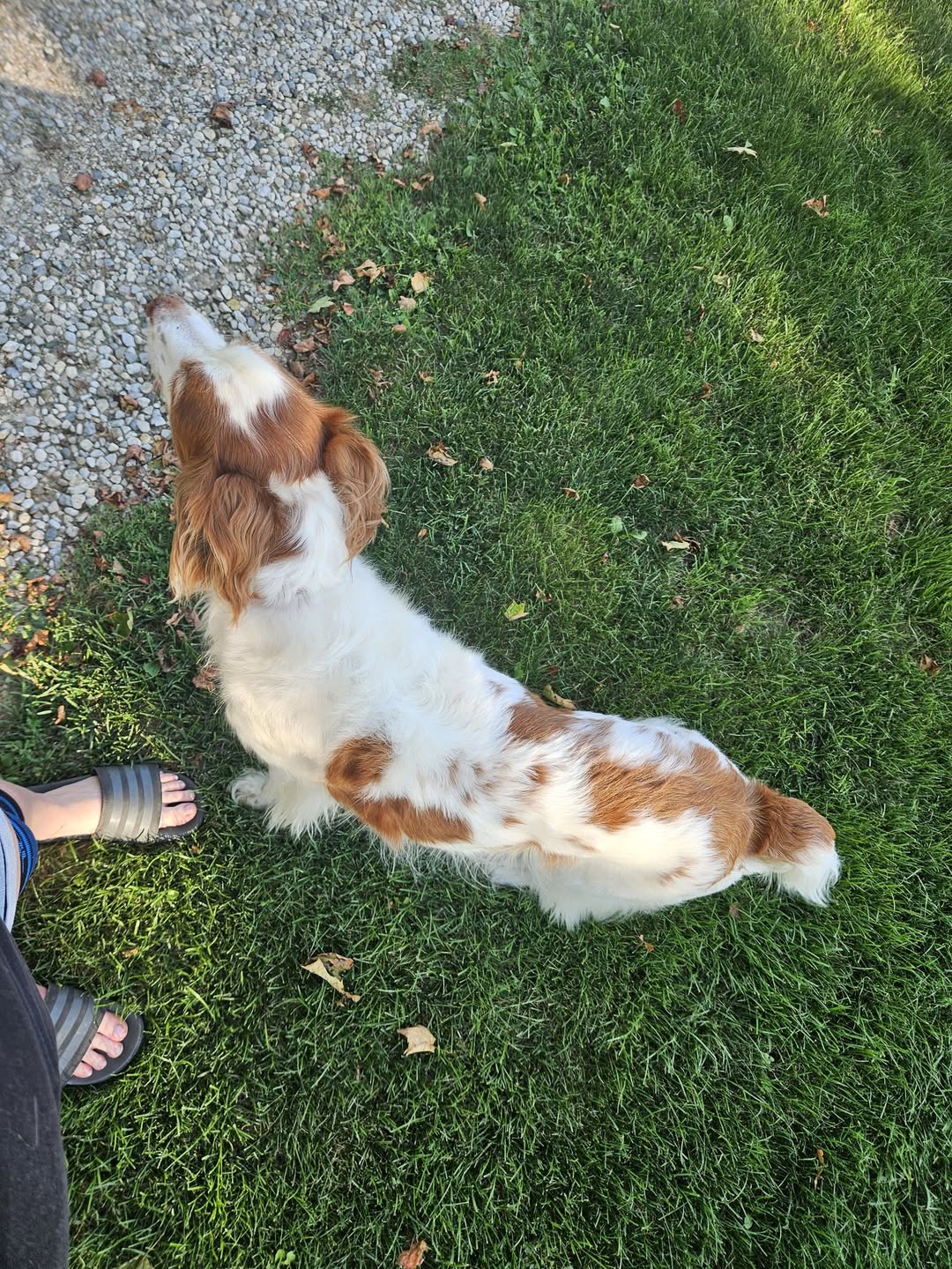 Found dog