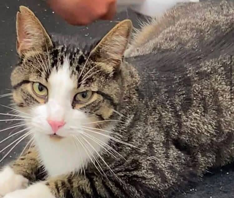 Lost cat