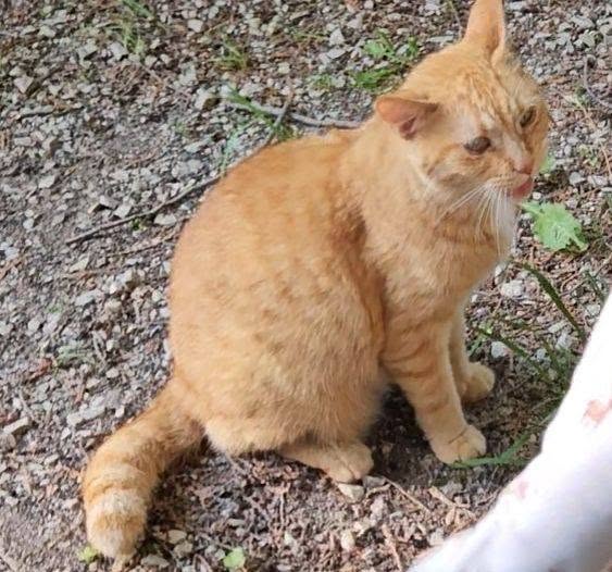Lost Cat in Tobermory