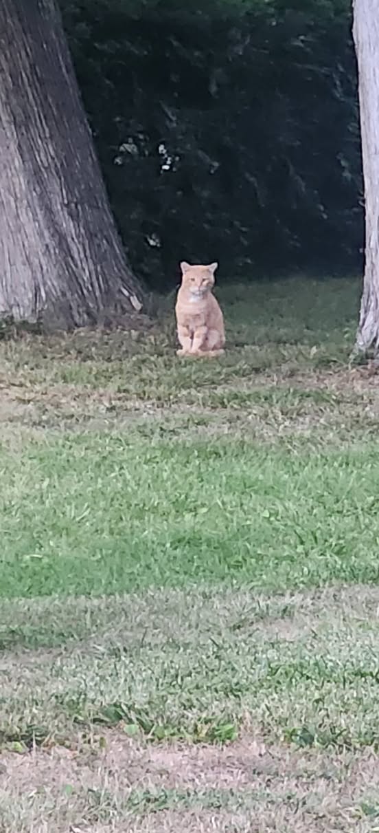Found cat