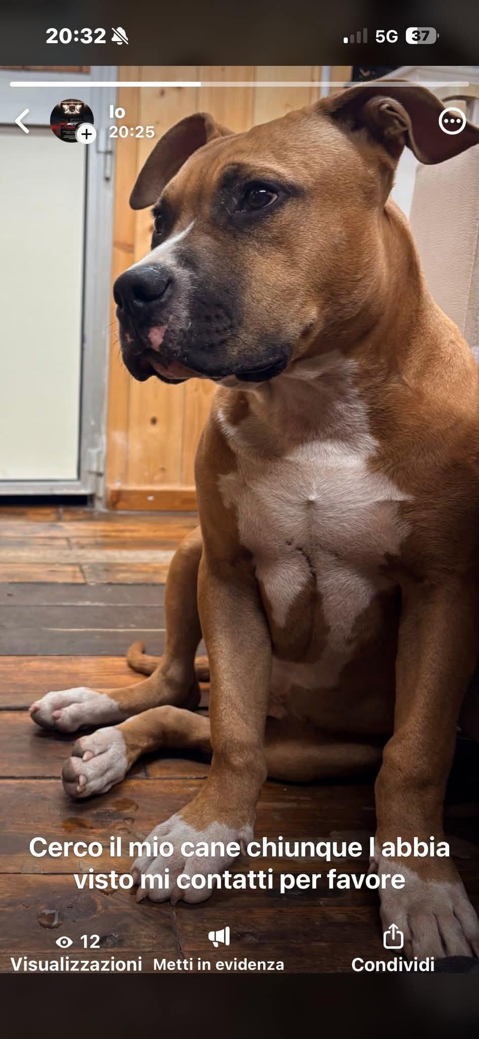 Lost Dog in Catania