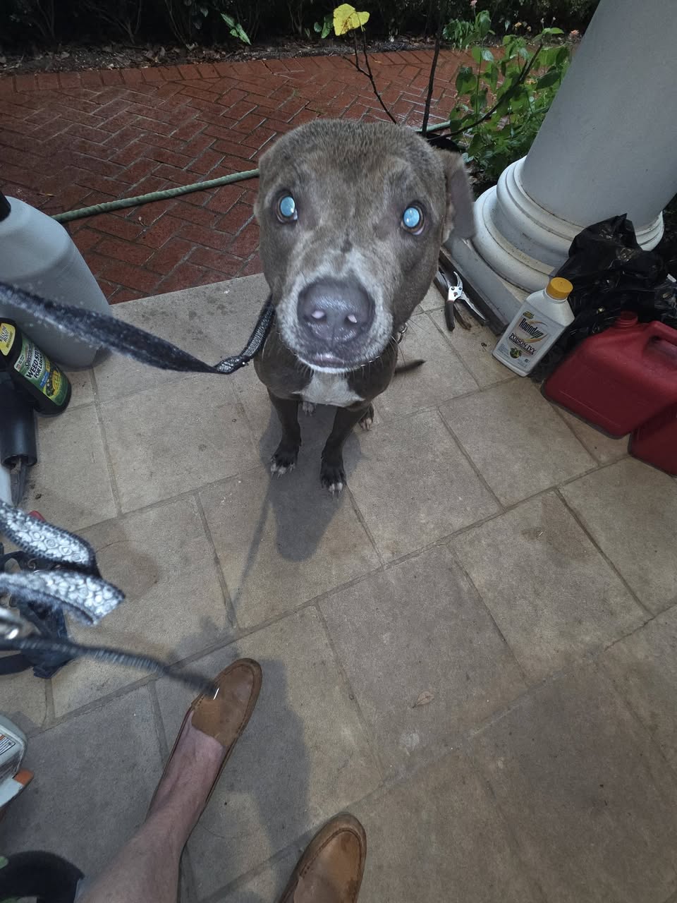 Found dog