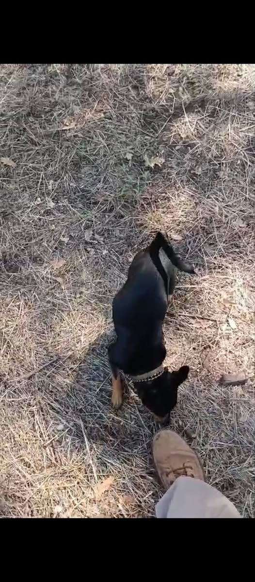 Lost Dog in Catania