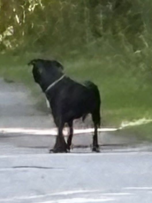 Found dog
