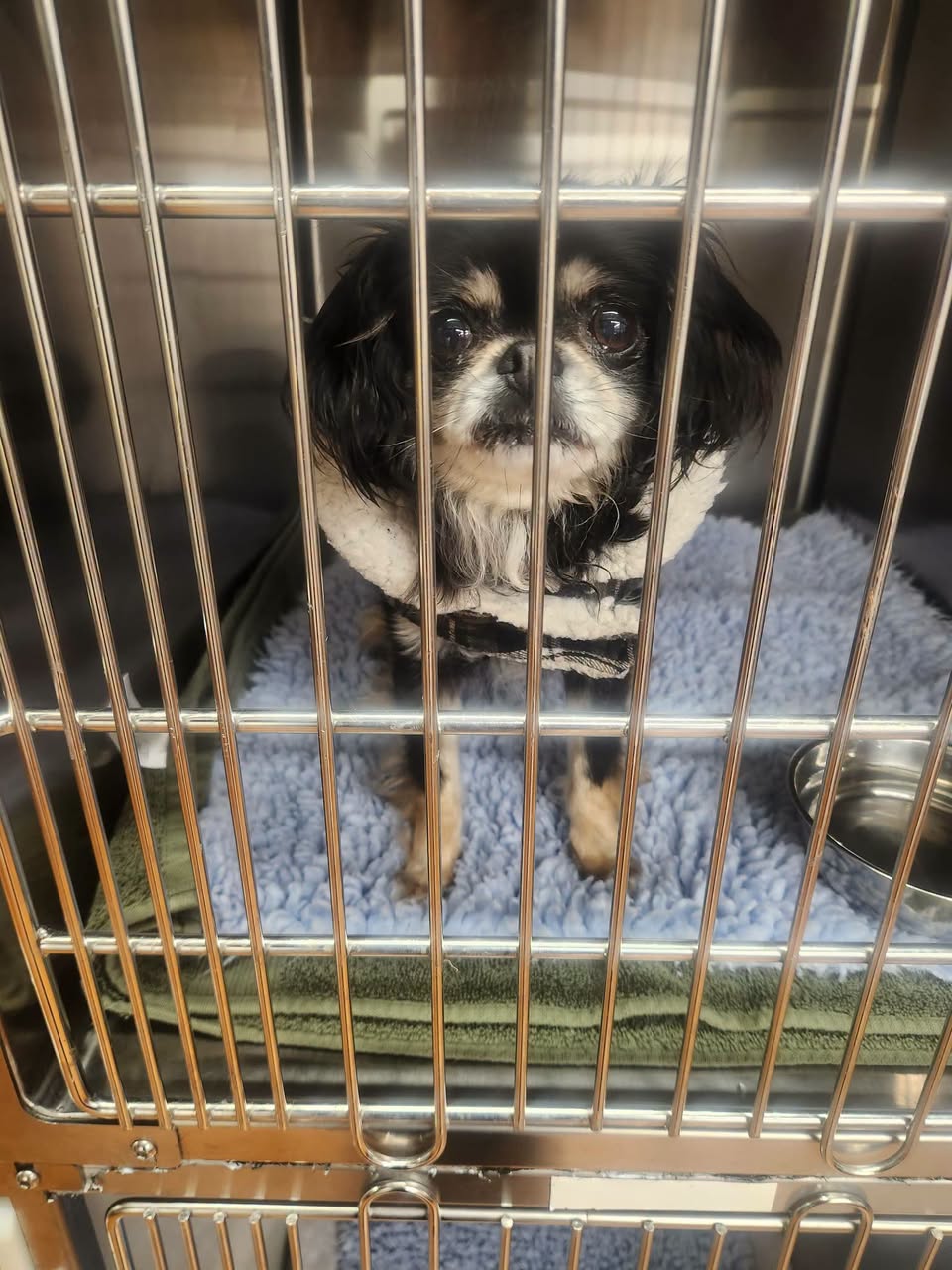 Found dog