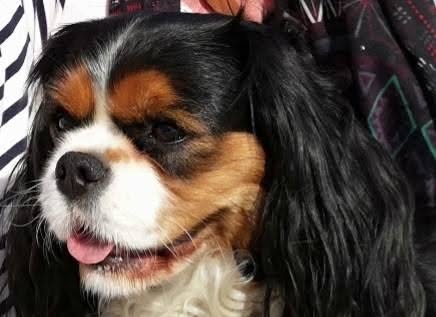 Lost Dog in La Salvetat-Sur-Agout