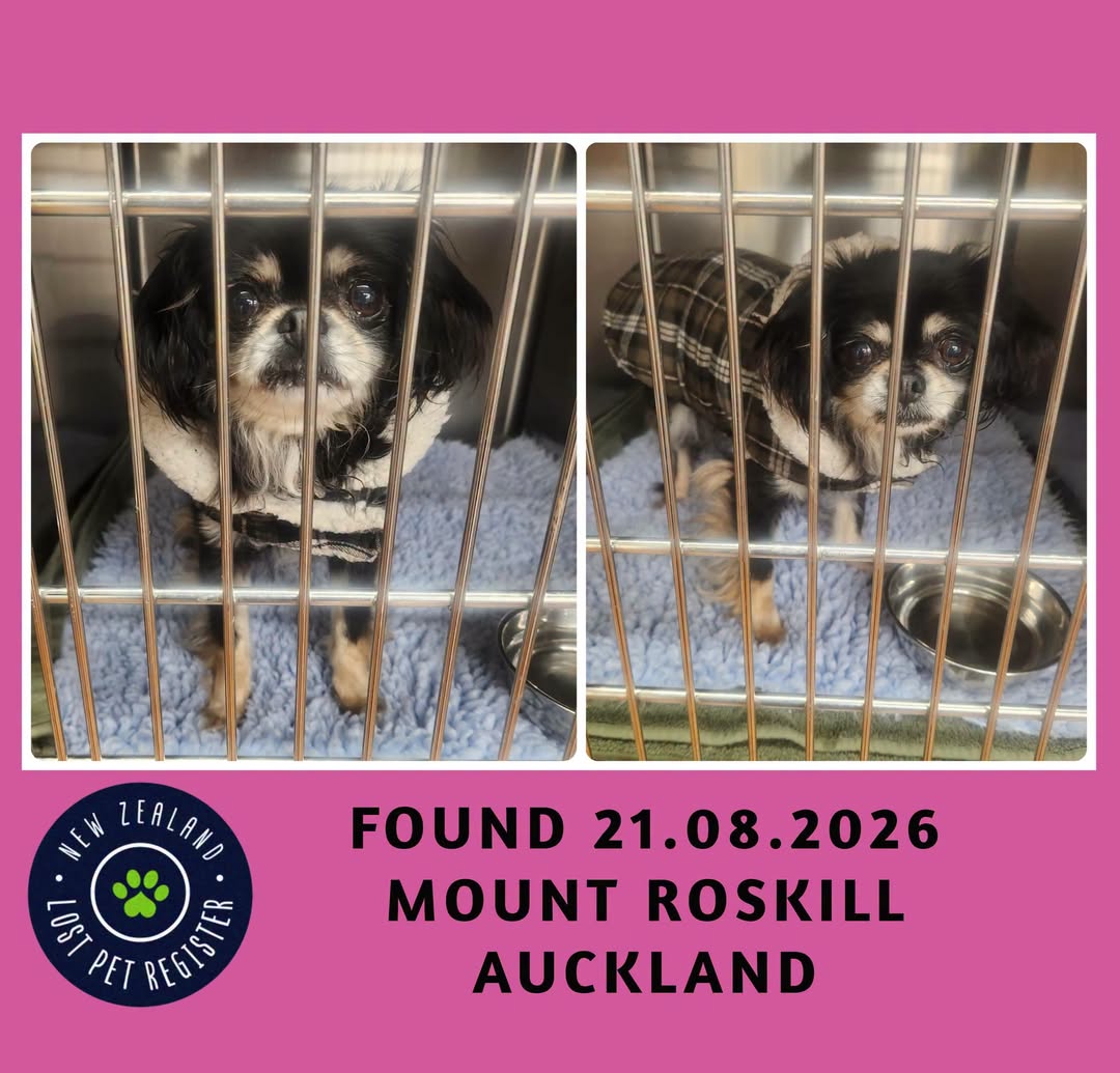Found dog