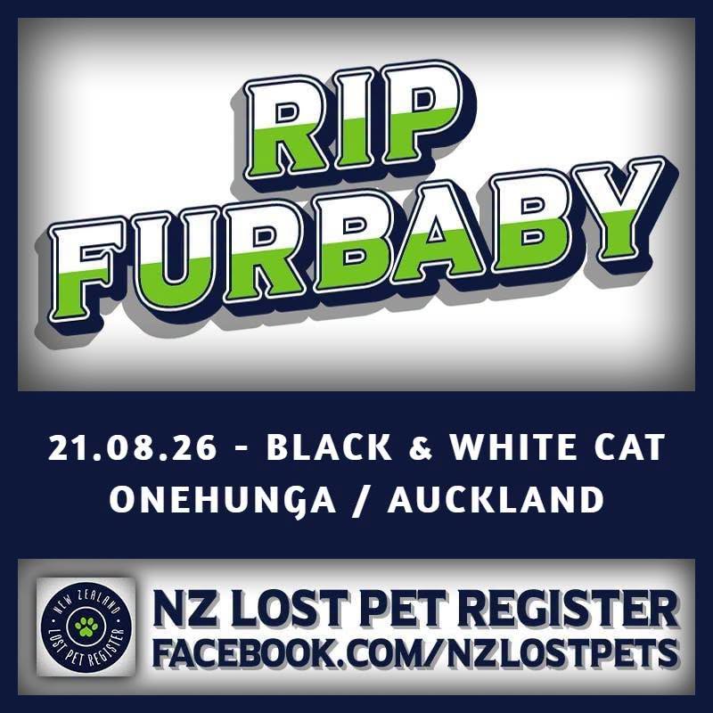 Found cat