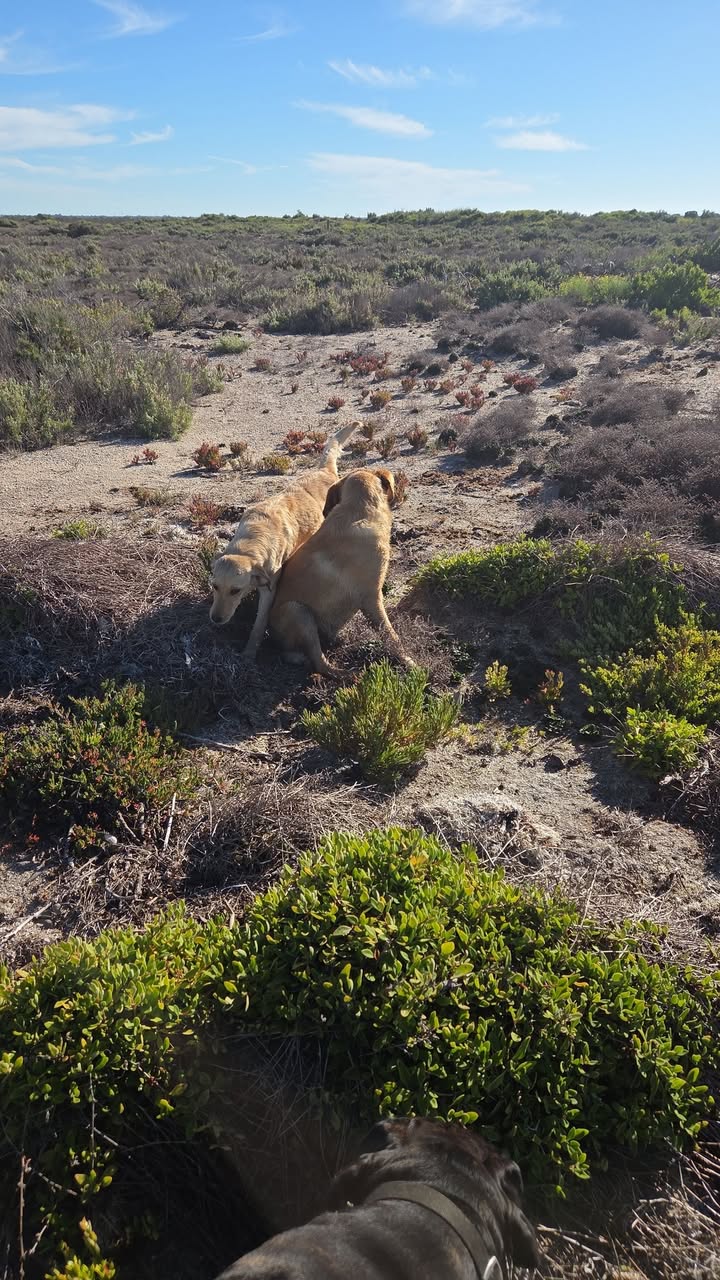 Found dog