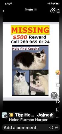 Found cat