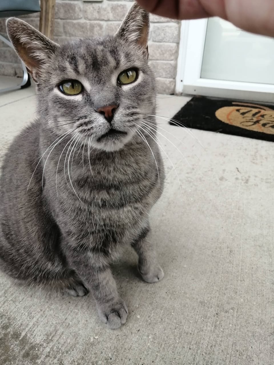 Found Cat in Hanover