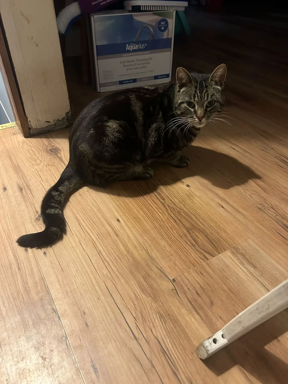 Lost cat