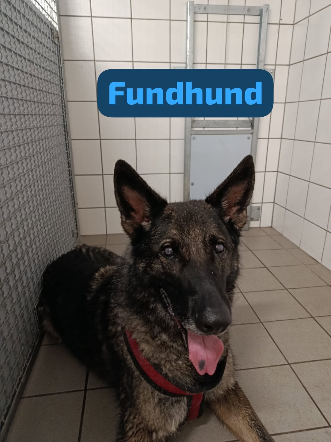 Found dog