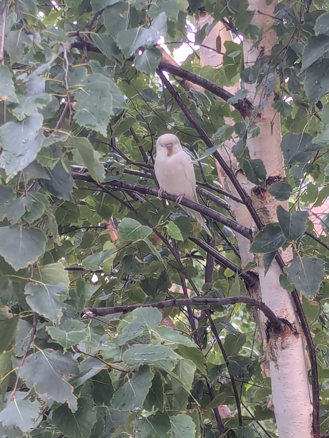 Found Budgie in York