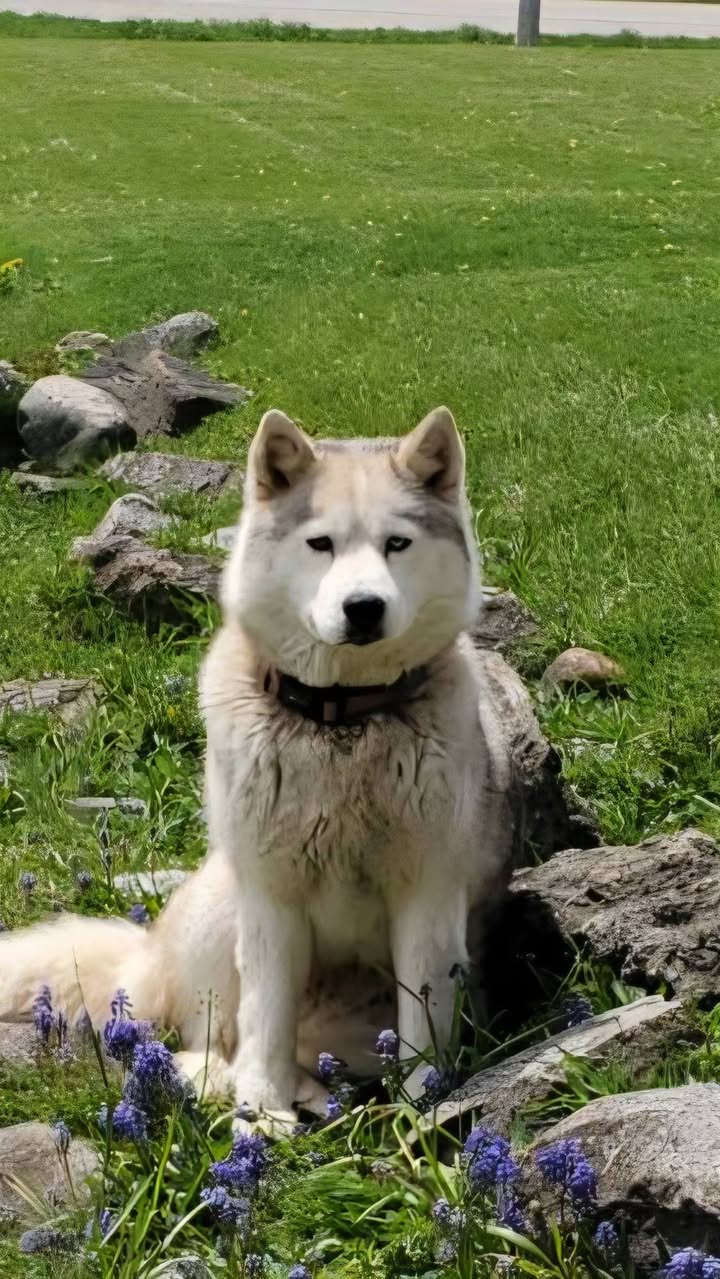 Lost Dog in Clifford
